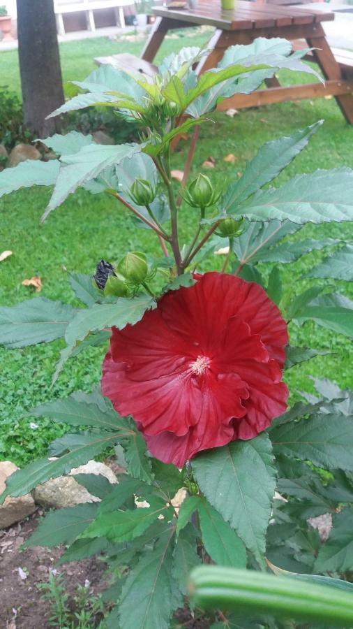 Agroturystyka Stokrotka Rymanow-Zdroj Ngoại thất bức ảnh